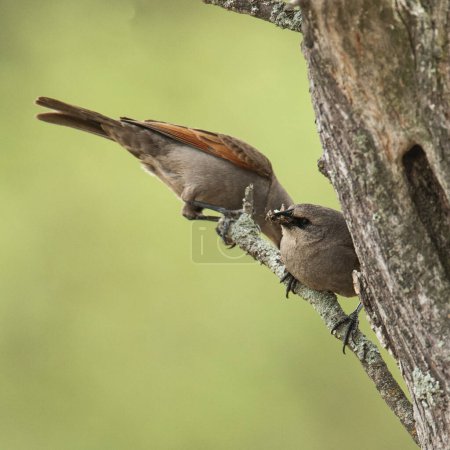 Foto de Anidación de aves de corral aladas en la bahía, en el entorno forestal de Calden, provincia de La Pampa, Patagonia, Argentina. - Imagen libre de derechos
