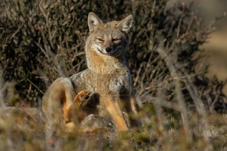 Photo for Patagonia Grey Fox, Pseudalopex griseus, Torres del Paine National Park, Chile - Royalty Free Image