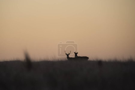 Photo for Red deer in Calden Forest environment, La Pampa, Argentina, Parque Luro, Nature Reserve - Royalty Free Image