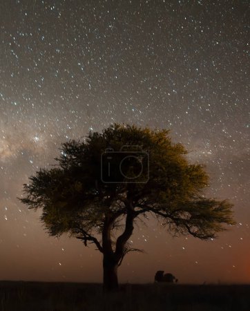 Téléchargez les photos : Paysage nocturne de Pampas, province de La Pampa, Patagonie, Argentine. - en image libre de droit