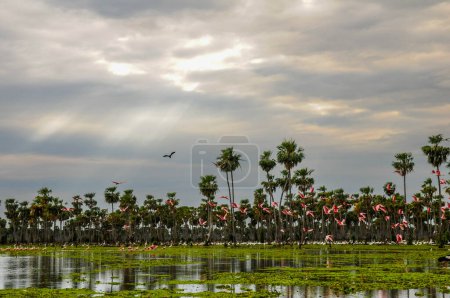 Téléchargez les photos : Paysage du troupeau d'oiseaux dans le marais de La Estrella, province de Formosa, Argentine. - en image libre de droit