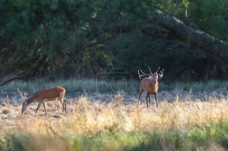Foto de Ciervo rojo, Rugido macho en La Pampa, Argentina, Parque Luro, Reserva Natural - Imagen libre de derechos