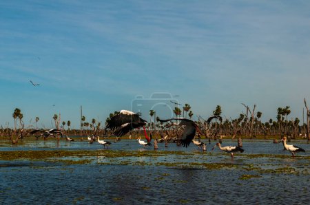 Foto de Paisaje de bandadas de aves en La Estrella Marsh, provincia de Formosa, Argentina. - Imagen libre de derechos