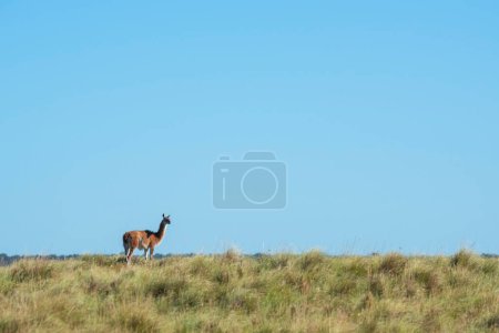 Photo for Guanacos in Pampas grassland environment, La Pampa province, Patagonia, Argentina. - Royalty Free Image