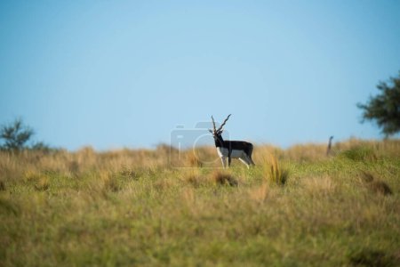 Foto de Blackbuck Antelope en ambiente llano pampeano, provincia de La Pampa, Argentina - Imagen libre de derechos