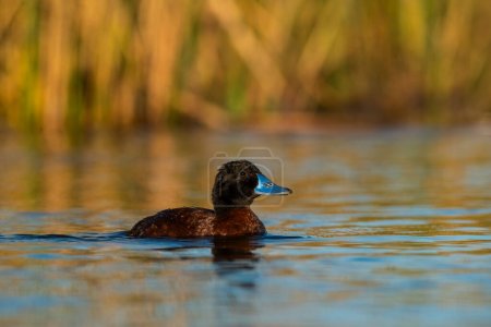 Foto de Lake Duck in Pampas Lagoon environment, La Pampa Province, Patagonia , Argentina. - Imagen libre de derechos
