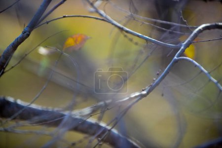 Photo for Autumn leaves in the forest, La Pampa Province, Patagonia, Argentina. - Royalty Free Image