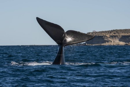 Foto de Cola de ballena franca Sohutern lobtailing, especies en peligro de extinción, Patagonia, Argentina - Imagen libre de derechos