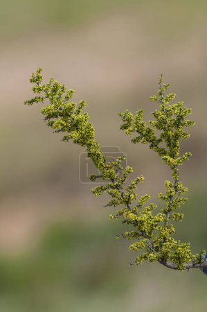 Photo for Plant in semi desertic environment, Calden forest, La Pampa Argentina - Royalty Free Image