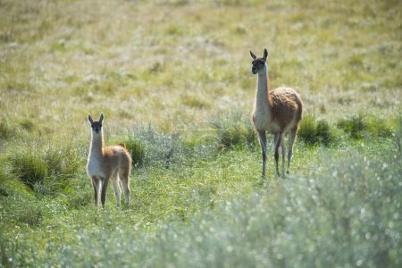 Photo for Guanacos in Pampas grassland environment, La Pampa province, Patagonia, Argentina. - Royalty Free Image