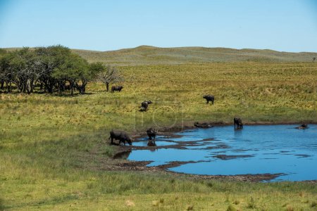 Foto de Buffalo de agua, Bubalus bubalis, en Pampasd Landscape, provincia de La Pampa, Patagonia. - Imagen libre de derechos