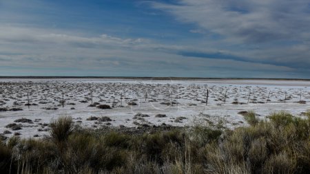 Foto de Suelo salado en un entorno semidesértico, provincia de La Pampa, Patagonia, Argentina. - Imagen libre de derechos