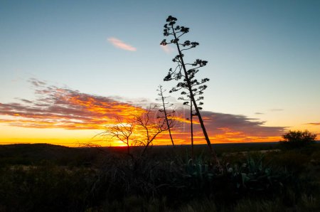 Téléchargez les photos : Aloe d'Amérique, Agave americana, Province de La Pampa, Patagonie, Argentine. - en image libre de droit