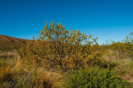 Photo for Creosote bush, Lihue Calel National Park, La Pampa, Argentina - Royalty Free Image