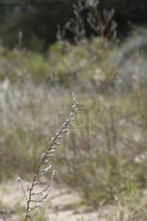 Téléchargez les photos : Fleurs sauvages dans un environnement semi désertique, Forêt de Calden, La Pampa Argentine - en image libre de droit