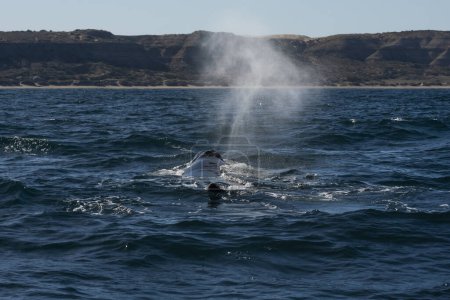 Téléchargez les photos : Baleines noires de Sohutern en surface, Péninsule Valdes, Patagonie, Argentine - en image libre de droit