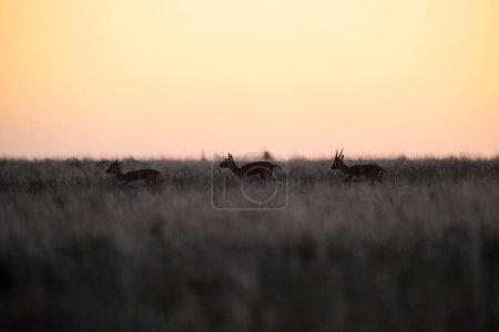 Photo for Blackbuck Antelope in Pampas plain environment, La Pampa province, Argentina - Royalty Free Image