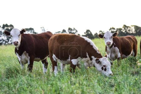 Foto de Rebaño de ganado en el campo de Pampa, producción de carne argentina, La Pampa, Argentina. - Imagen libre de derechos