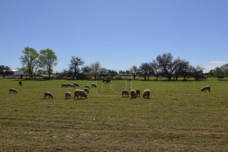 Foto de Ovejas en el paisaje rural, Provincia de La Pampa, Patagonia, Argentina - Imagen libre de derechos
