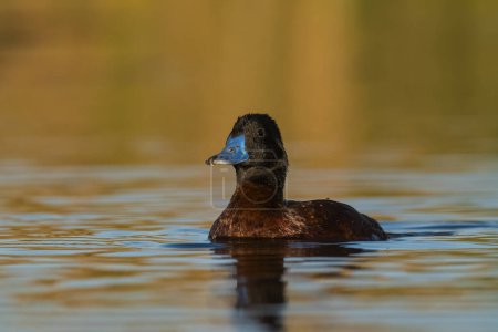 Foto de Lake Duck in Pampas Lagoon environment, La Pampa Province, Patagonia , Argentina. - Imagen libre de derechos