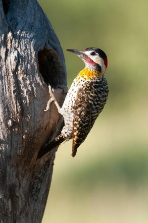 Téléchargez les photos : Green barred Woodpecker in forest environment,  La Pampa province, Patagonia, Argentina. - en image libre de droit