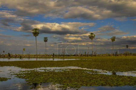 Photo for Sunst Palms landscape in La Estrella Marsh, Formosa province, Argentina. - Royalty Free Image