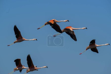 Photo for Flamingos flock on a migratory journey, La Pampa Province, Patagonia, Argentina. - Royalty Free Image