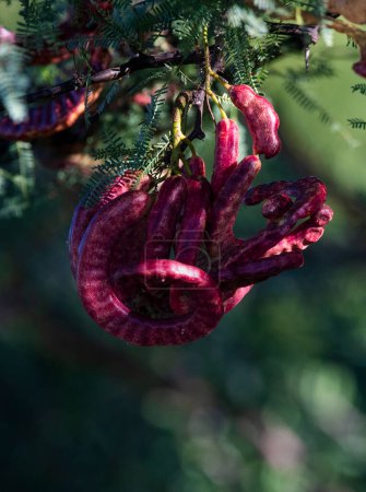Foto de Calden bean tree, Provincia de La Pampa, Patagonia, Argentina - Imagen libre de derechos