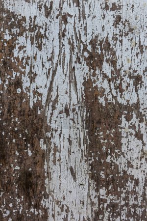 Foto de Detalle de una madera vieja con pintura agrietada - Imagen libre de derechos