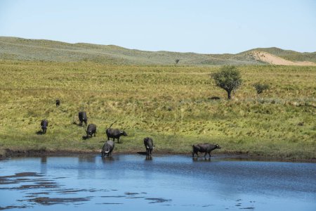 Foto de Buffalo de agua, Bubalus bubalis, en Pampasd Landscape, provincia de La Pampa, Patagonia. - Imagen libre de derechos