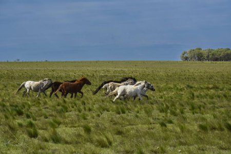 Téléchargez les photos : Troupeau de chevaux dans la campagne, province de La Pampa, Patagonie, Argentine. - en image libre de droit