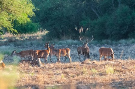 Téléchargez les photos : Cerf rouge, rugissement masculin à La Pampa, Argentine, Parque Luro, Réserve naturelle - en image libre de droit