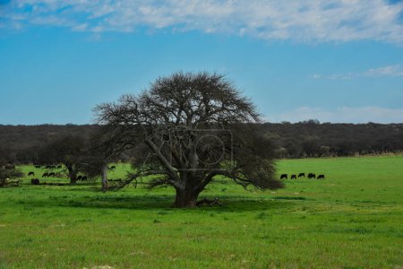 Téléchargez les photos : Vaches dans la campagne argentine, La Pampa, Patagonie, Argentine. - en image libre de droit