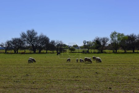 Téléchargez les photos : Moutons dans le paysage rural, Province de La Pampa, Patagonie, Argentine - en image libre de droit