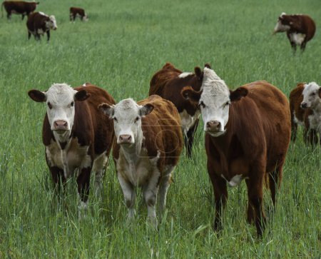 Foto de Vacas en el campo argentino, La Pampa, Patagonia, Argentina. - Imagen libre de derechos