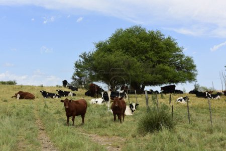 Téléchargez les photos : Bovins nourris au pâturage, La Pampa, Argentine - en image libre de droit