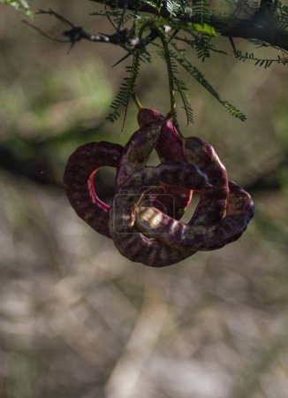 Foto de Calden bean tree, Provincia de La Pampa, Patagonia, Argentina - Imagen libre de derechos