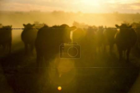 Foto de Vacas pastando en el campo al atardecer, en la llanura pampeana, Patagonia, Argentina - Imagen libre de derechos