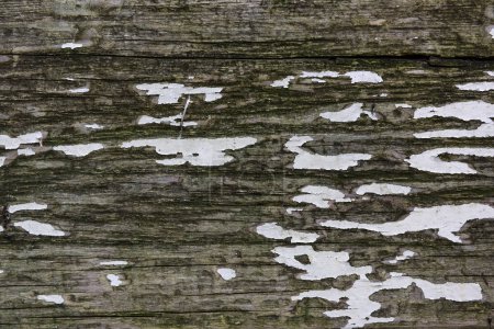 Photo for Detail of an old wood with cracked paint - Royalty Free Image