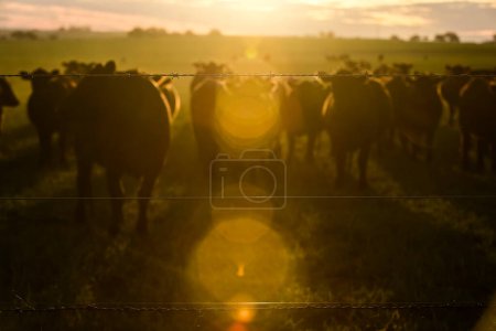 Téléchargez les photos : Vaches broutant dans les champs au coucher du soleil, dans la plaine des Pampas, Patagonie, Argentine - en image libre de droit