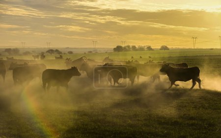Téléchargez les photos : Vaches broutant dans les champs au coucher du soleil, dans la plaine des Pampas, Patagonie, Argentine - en image libre de droit