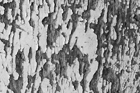 Téléchargez les photos : Détail d'un vieux bois avec peinture fissurée - en image libre de droit