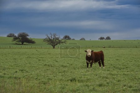 Téléchargez les photos : Vaches dans la campagne argentine, La Pampa, Patagonie, Argentine. - en image libre de droit