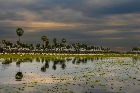 Photo for Birds flock landscape in La Estrella Marsh, Formosa province, Argentina. - Royalty Free Image