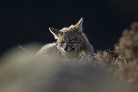 Foto de Patagonia Grey Fox, Pseudalopex griseus, Parque Nacional Torres del Paine, Chile - Imagen libre de derechos