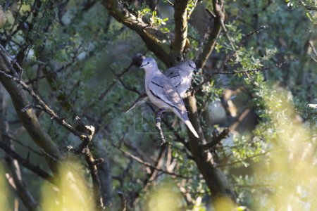 Téléchargez les photos : Picui Colombes terrestres, dans l'environnement de la forêt de Calden, La Pampa provi - en image libre de droit