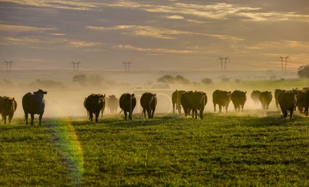 Foto de Rebaño de ganado pastando en el campo al atardecer, en la llanura pampeana, Patagonia, Argentina - Imagen libre de derechos