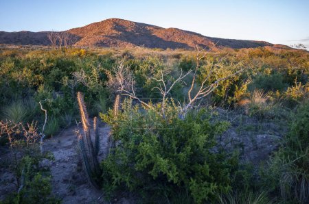 Téléchargez les photos : Cactus dans le parc national Lihue Calel, La Pampa, Argentine - en image libre de droit
