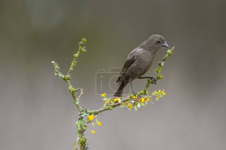 Photo for Bay winged Cowbird nesting, in Calden forest environment, La Pampa Province, Patagonia, Argentina. - Royalty Free Image