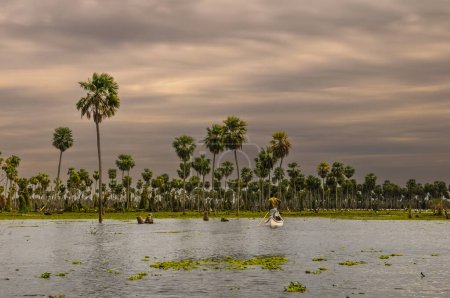 Téléchargez les photos : Touristes dans le paysage de Palmiers à La Estrella Marsh, province de Formosa, Argentine. - en image libre de droit